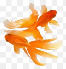 Goldfish Png Freetoedit - Sticker by olivia Painting Fantail Goldfish