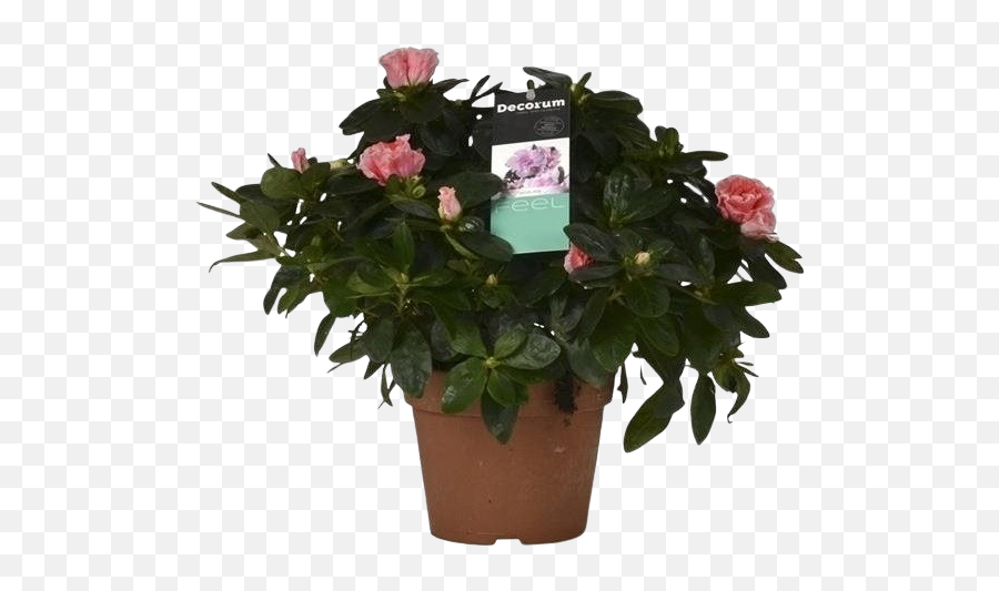 Azalea Rhododendron Pot 14 Cm - Florastore Mandevilla Png,Azalea Png