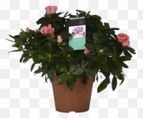 Azalea Rhododendron Pot 14 Cm - Florastore Mandevilla Png,Azalea Png