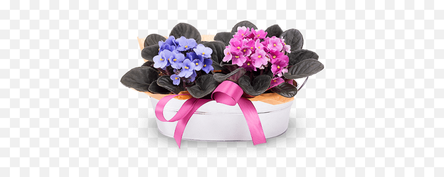 Joy In A Basket 2 African Violets - Violeta Africana Floraqueen Png,Violets Png