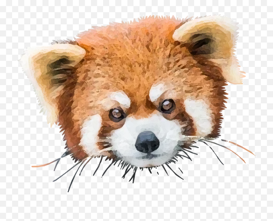 Red Panda Bear - Portrait Of A Red Panda Png,Red Panda Png