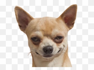 Dog Funny And Chihuahua Image - Stickers De Perros Png,Cute Dog Png