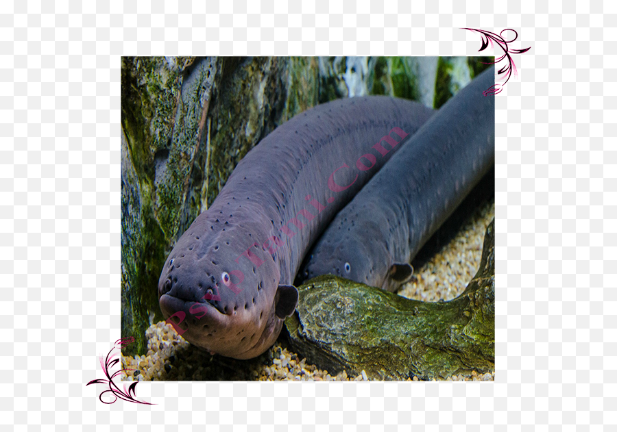 Electric Eel - Electric Eel Png,Eel Png