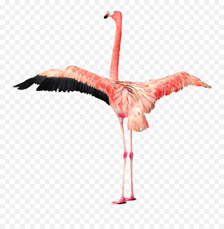 Flamingo Png - Real Pink Flamingos Png,Flamingo Clipart Png