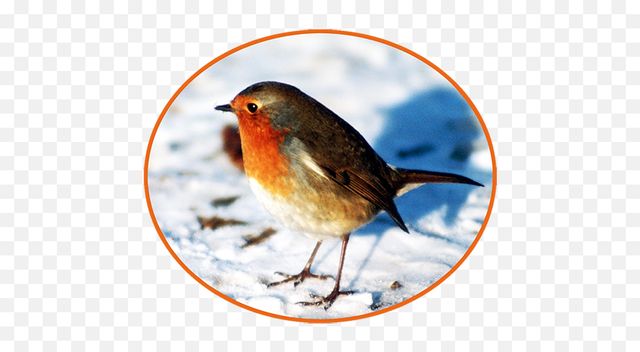 Winter Clipart - European Robin Png,Snow Png
