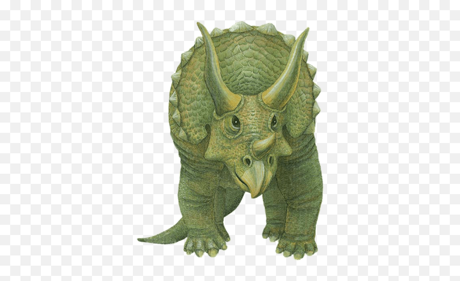 Triceratops Front View - Front View Of Dinosaur Png,Triceratops Png