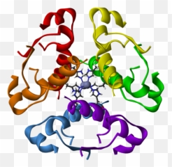 Human - Insulin png