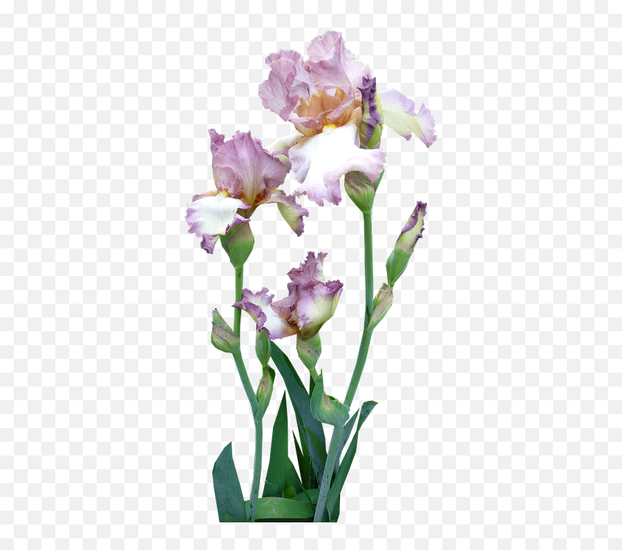 Iris Plant Mauve - Png Transparente Iris Png,Iris Flower Png