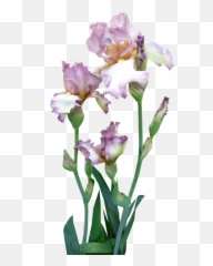 Iris Plant Mauve - Png Transparente