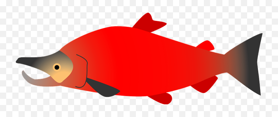 Sockeye Salmon Clipart - Fish Png,Salmon Transparent