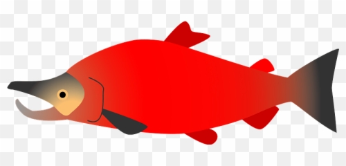 Sockeye Salmon Clipart - Fish Png,Salmon Transparent