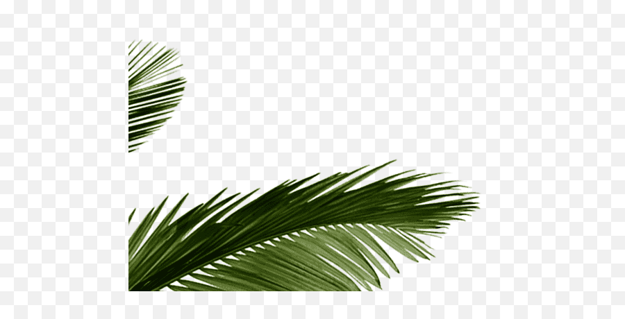 Palm Tree Leaves - Tropical Leaf Png Transparent Png Transparent Tropical Leaves Png,Palm Tree Leaves Png