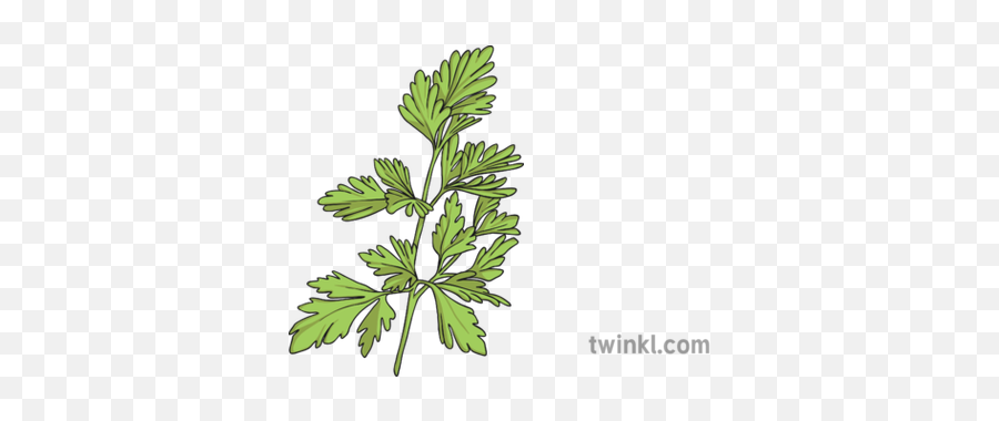 Parsley 2 Illustration - Parsley Black And White Png,Parsley Png