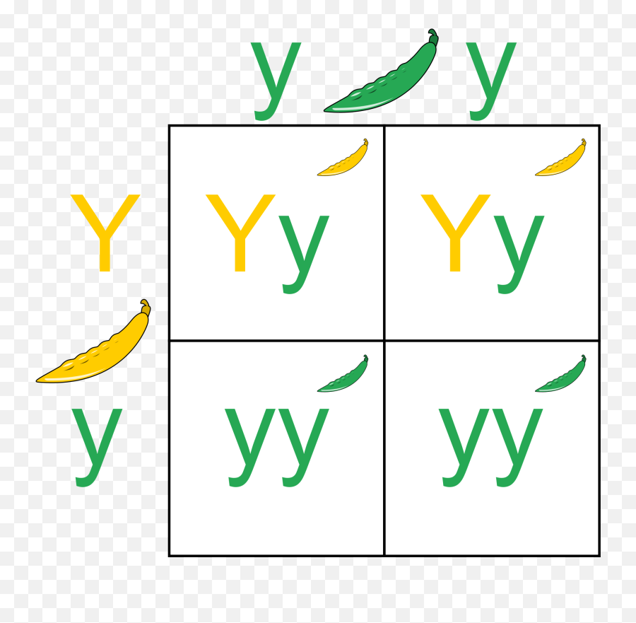 Square Clipart Yellow - Does A Punnett Square Work Png,Yellow Square Png