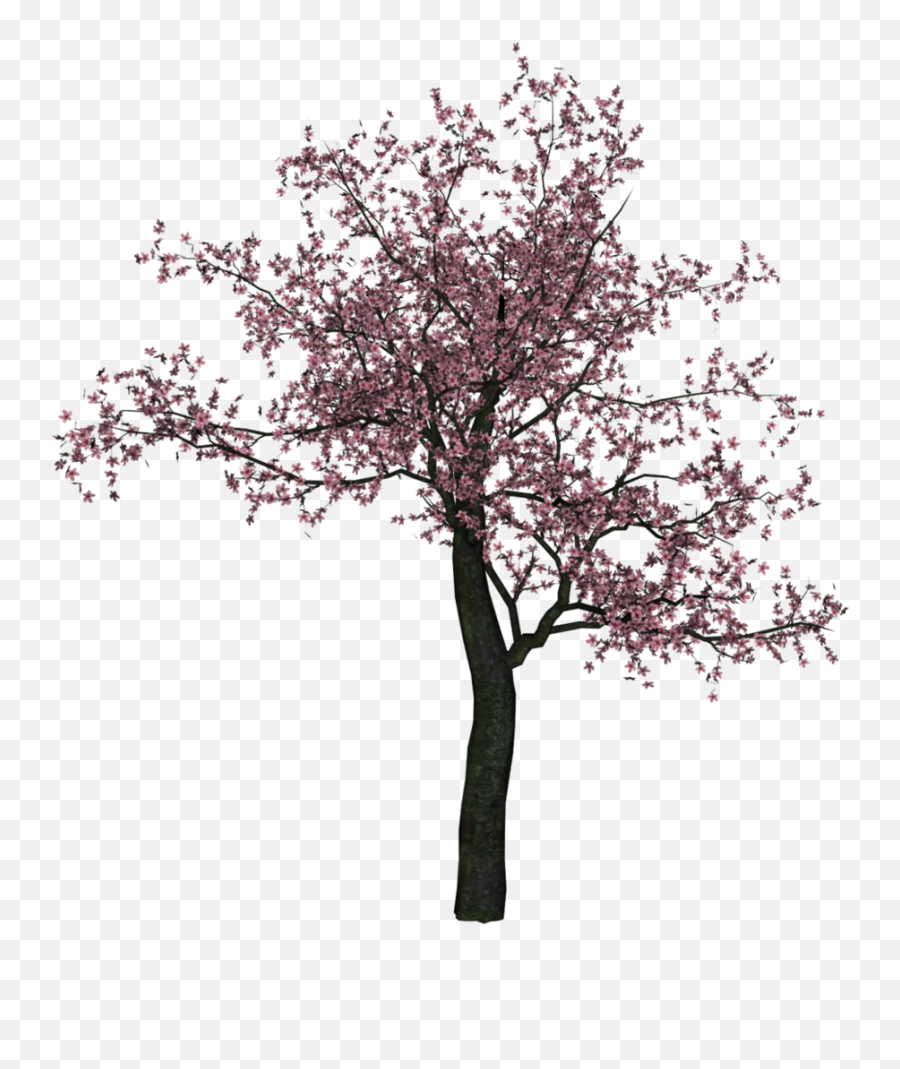 Cherry Blossom Tree Png Hd Transparent - Trees Cherry Blossoms Png,Cherry Blossoms Transparent