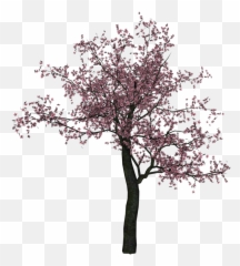 Cherry Blossom Tree Png Hd Transparent - Trees Blossoms Png
