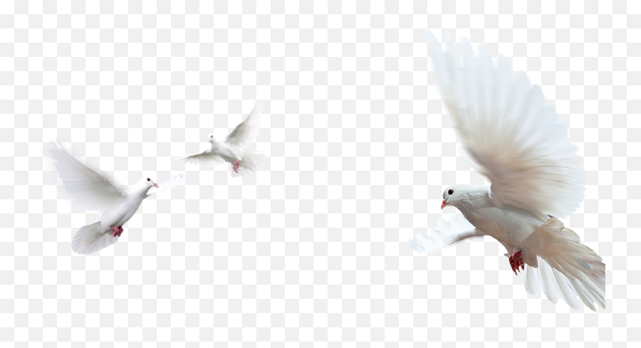 Doves As Symbols Rock Dove Image Peace Portable Network - Doves In Flight Png,Peace Dove Png