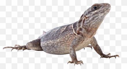 Lizard Png - Monitor
