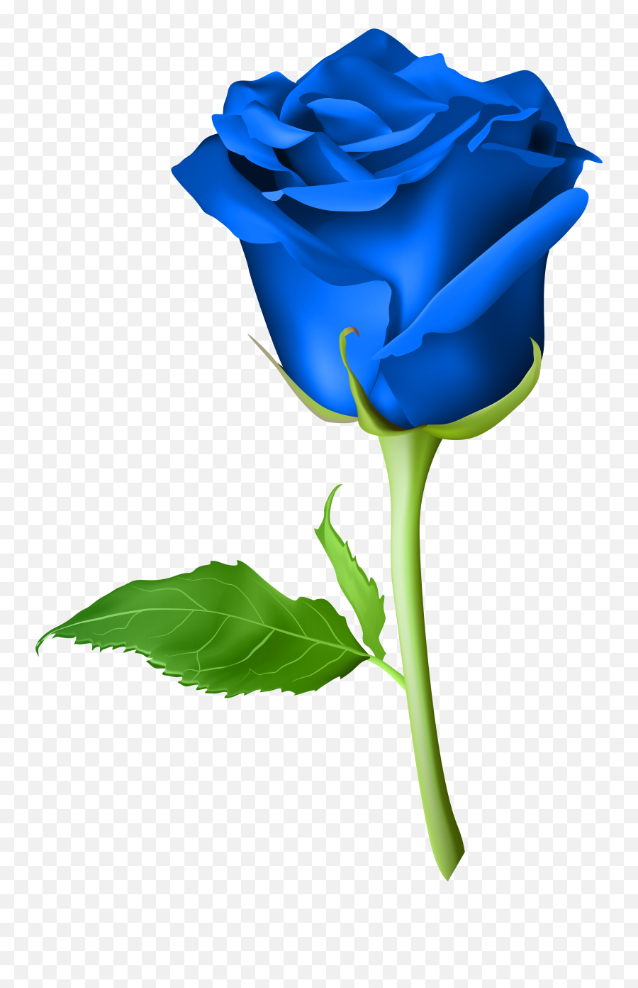 Rose Flower Png - Blue Rose Flower Png,Blue Flowers Png