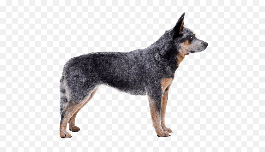 Australian Cattle Dog Breed Facts And Information - Blue Heeler No Background Png,Australian Shepherd Icon