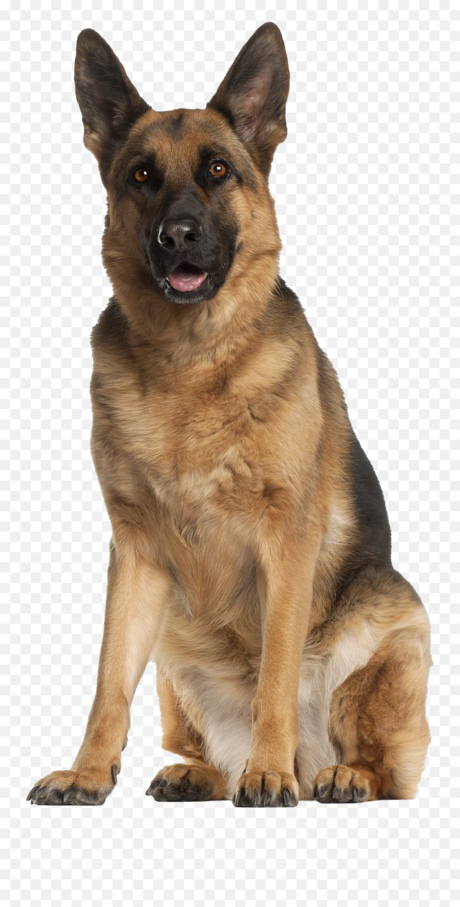 German Shepherd Dog Png Transparent Hd - German Shepherd Doberman,Dog Png Transparent