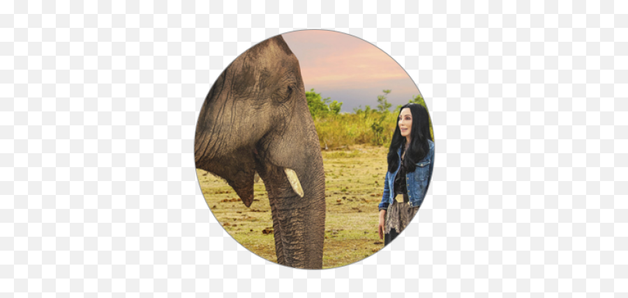Smithsonian Institution - Cher Loneliest Elephant Png,Sedu Icon Styling Iron