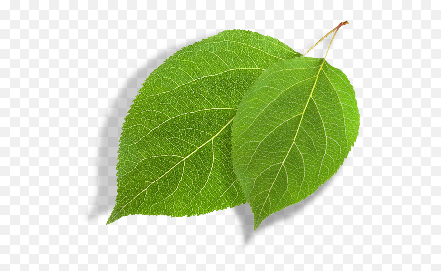 Shop - Ev Mclilley Menispermaceae Png,Tea Leaf Icon