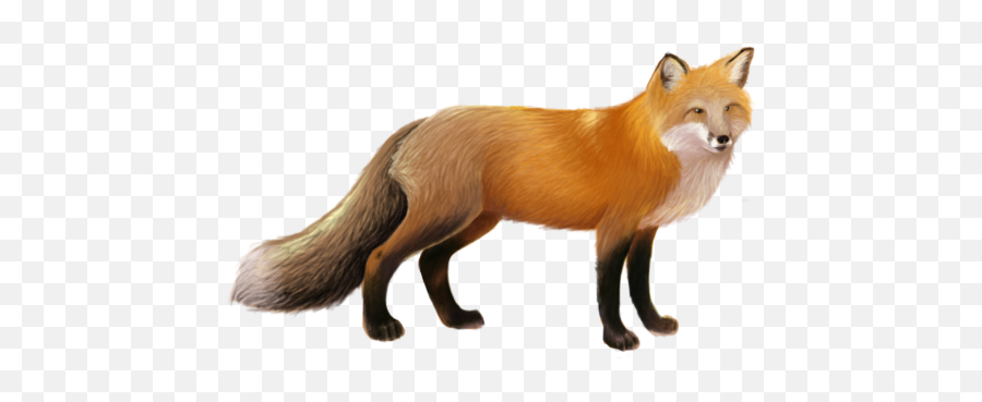 Fox Png - Fox Png,Fox Png