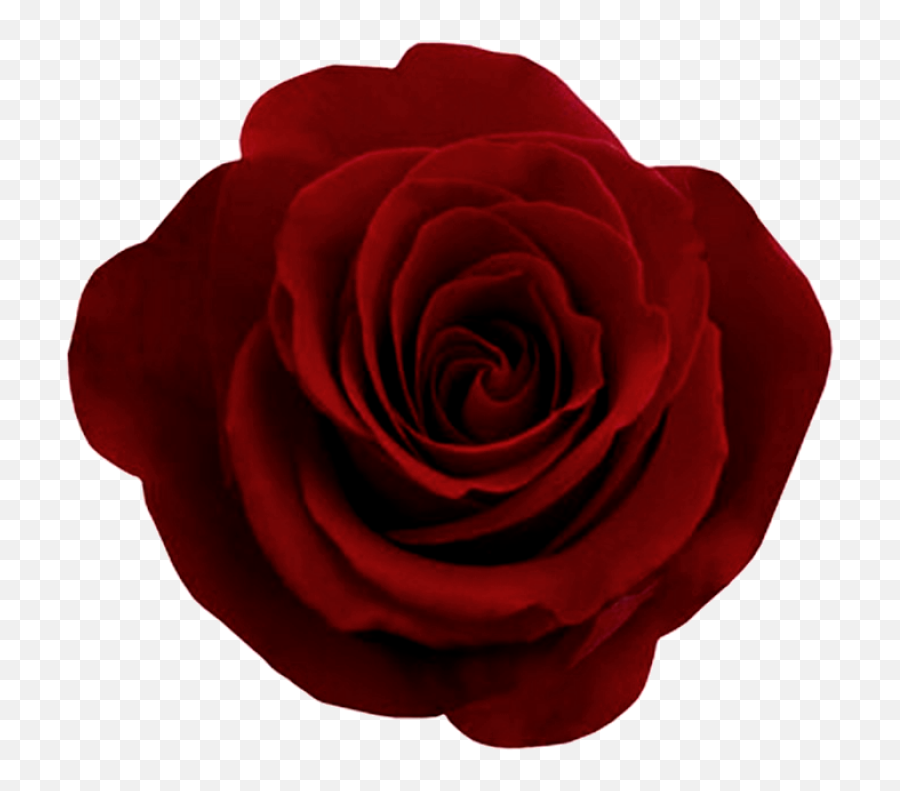 Red Rose Png Image - Rose Png,Red Rose Png