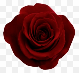 Red Rose Png Image - Rose Png,Red Rose Png