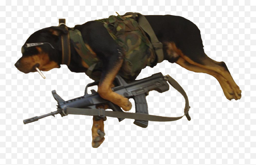 Dog Dressed As Soldier Holding Rifle - Imgur Dog Dressed As A Soldier Png,Holding Gun Png