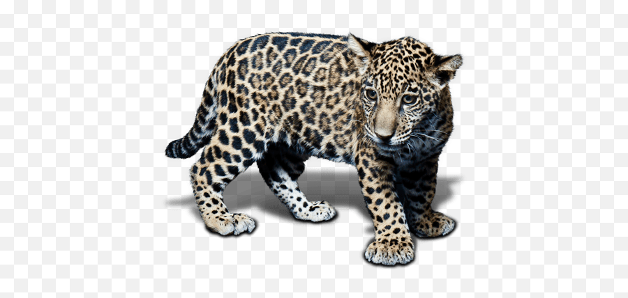 Animal Jaguar Png Free Download - Jaguar,Jaguar Png