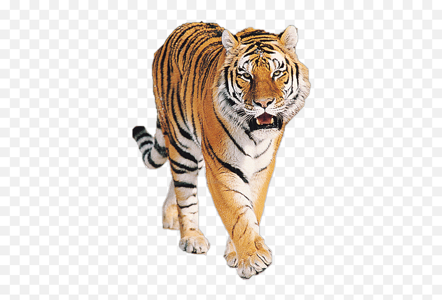 Tigers Png 5 Image - Tiger Png,Tigers Png