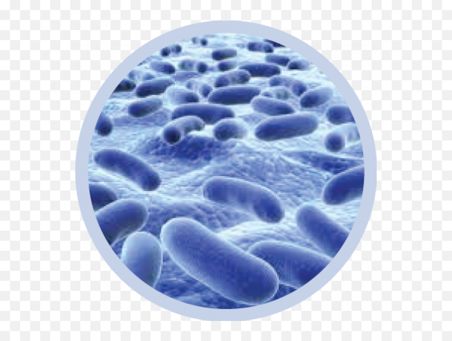 Bacteria Png Transparent Image - Bacteria Round,Bacteria Transparent Background