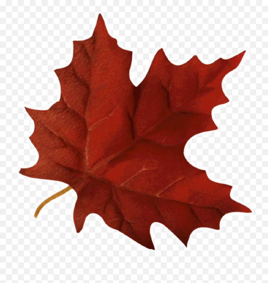 Maple Leaf Clipart Autumn - Fall Leaf Gif Transparent Gif Autumn Leaf Transparent Background Png,Maple Leaf Png