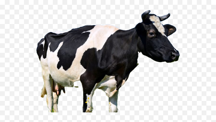 Cow Png Free Image All - Happy Cow,Cow Png