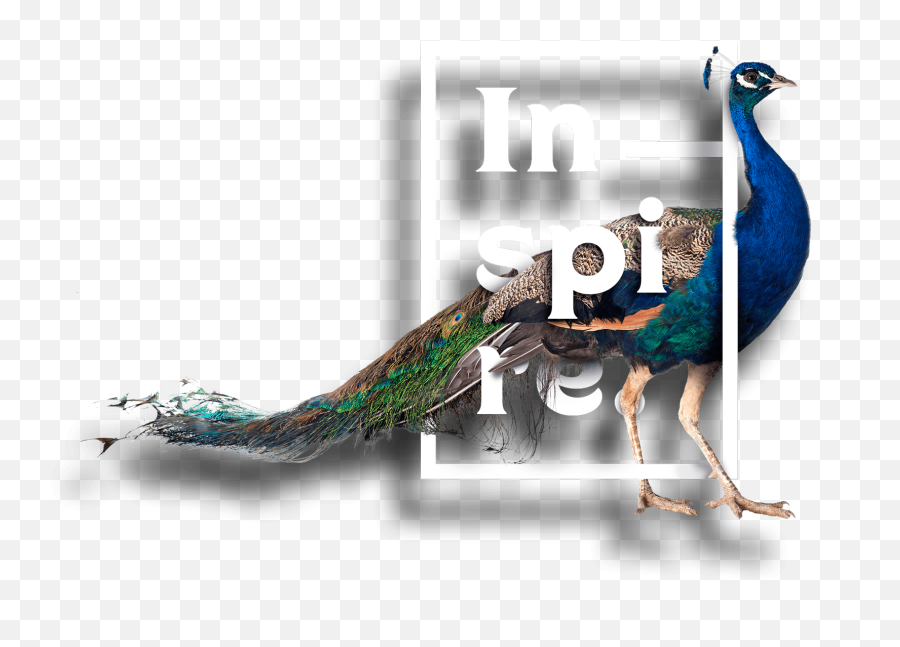 Peacockerie Design Springfield Mo Graphic U0026 Web Png Peacock
