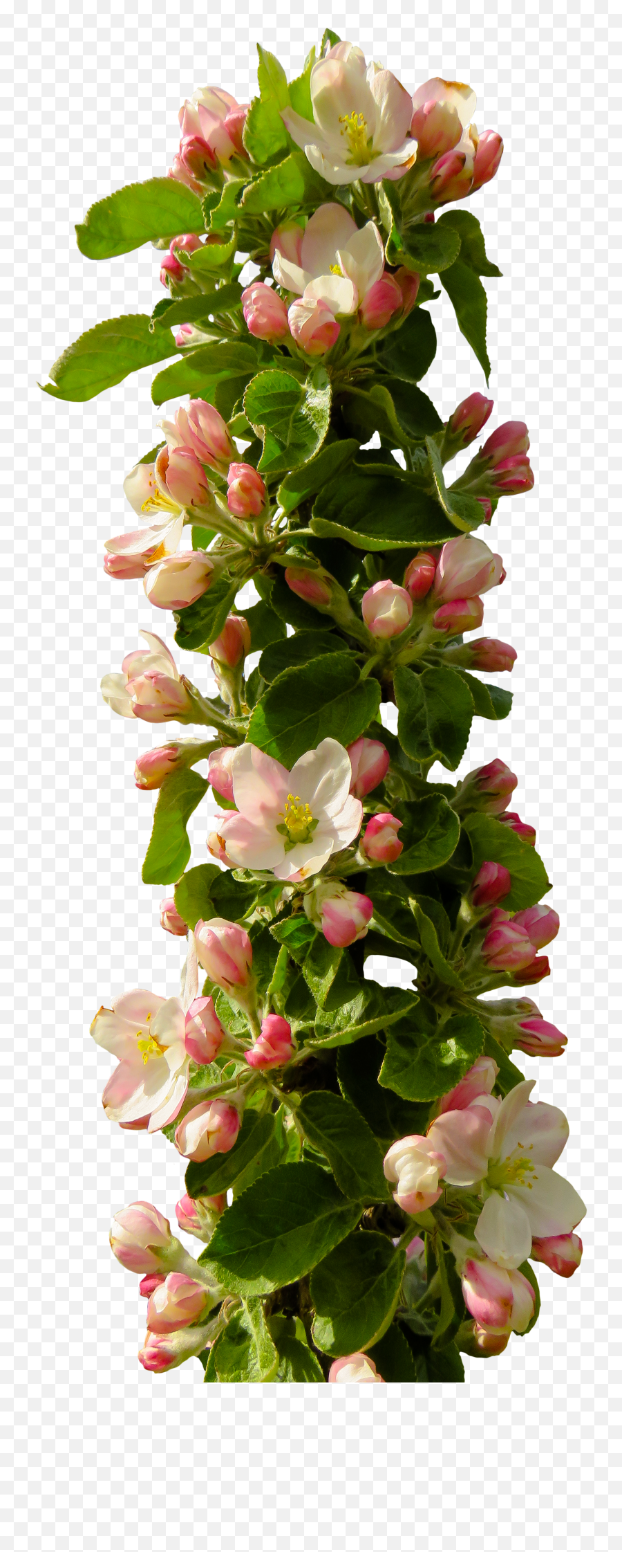Isolated Apple Tree Flowering Branch Free Image - Portable Network Graphics Png,Apple Tree Png