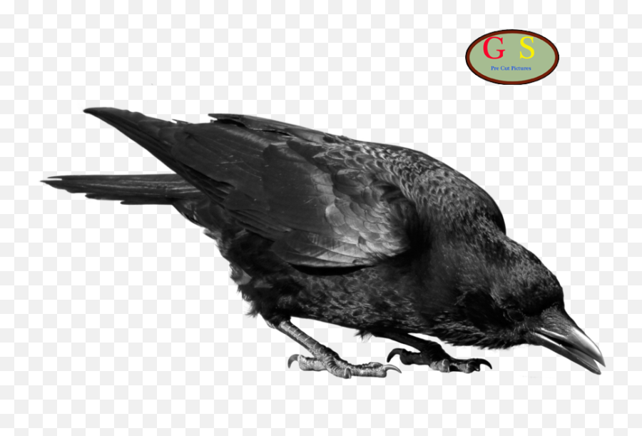 Crows Clip Art - Crow Png,Crows Png