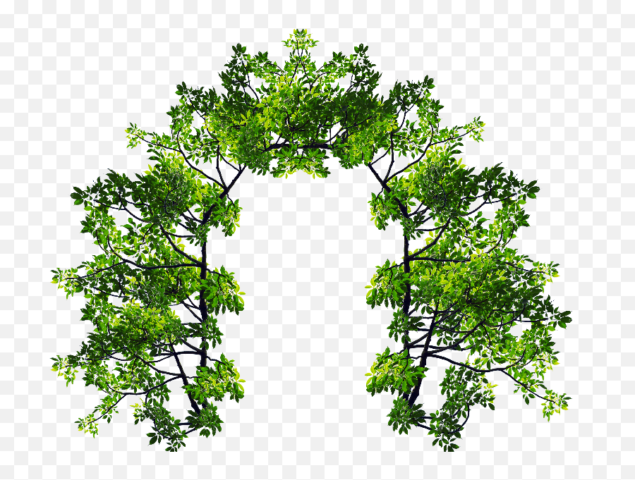 Tree Branches Png Image - Green Arch Png,Foliage Png