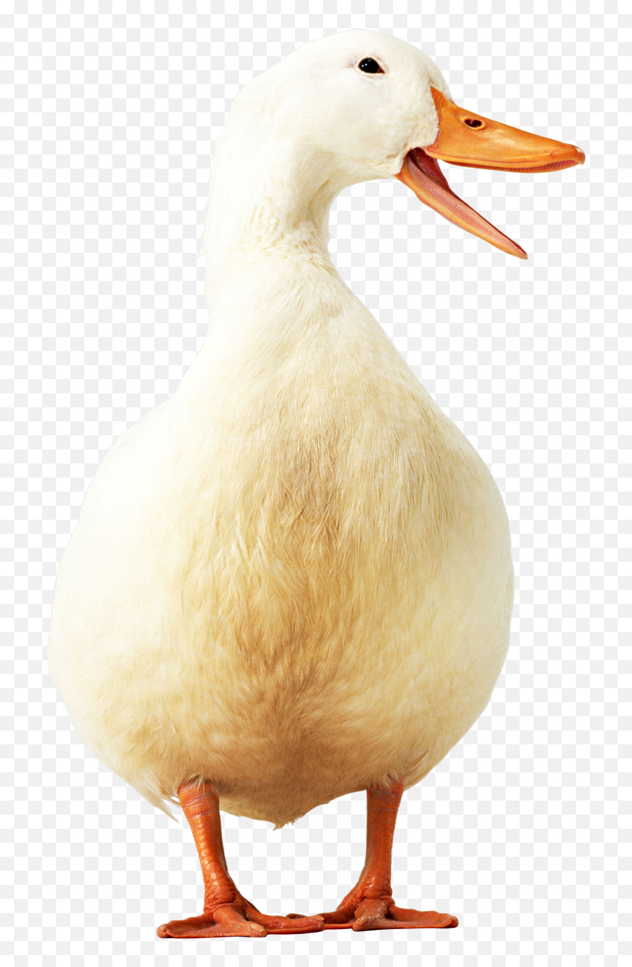 Goose Transparent Png Image - Duck Icon Png,Goose Png