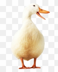 Goose Transparent Png Image - Duck Icon Png,Goose Png