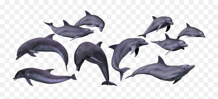 Download Dolphins Marine Sea Ocean Animal - Dolphin Dolphins Png,Dolphin Png
