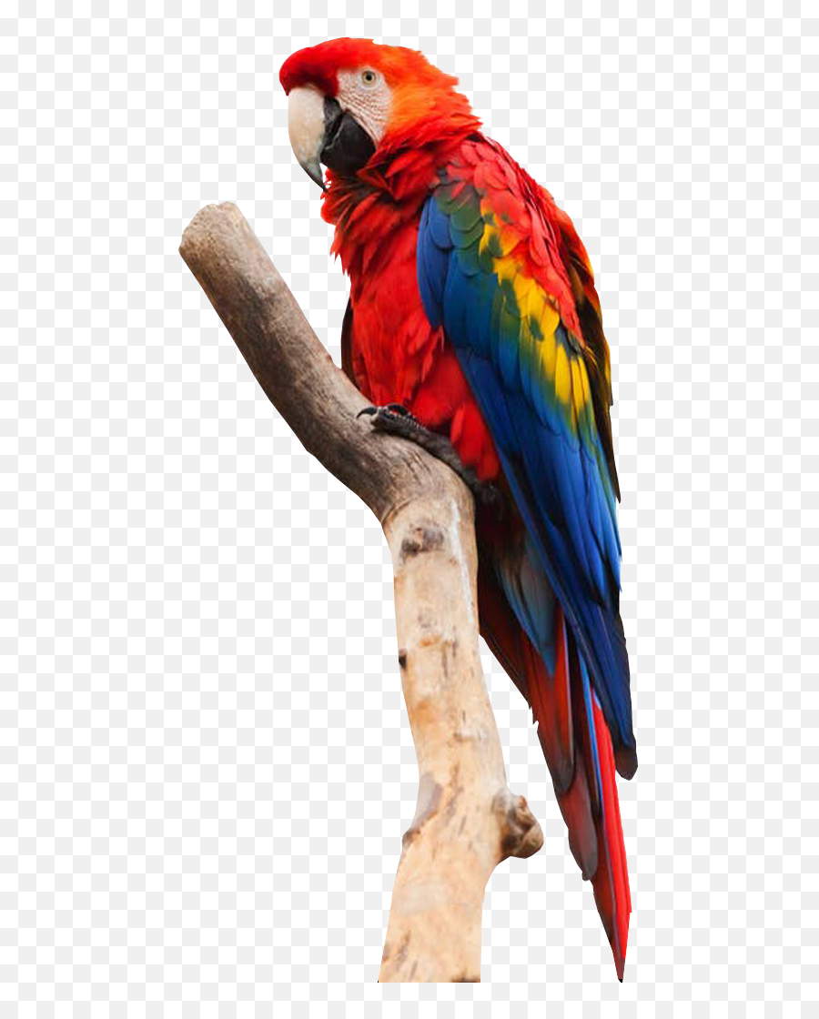 Parrot No Background Bird Image - Parrot Birds Transparent Background Png,Parrot Transparent