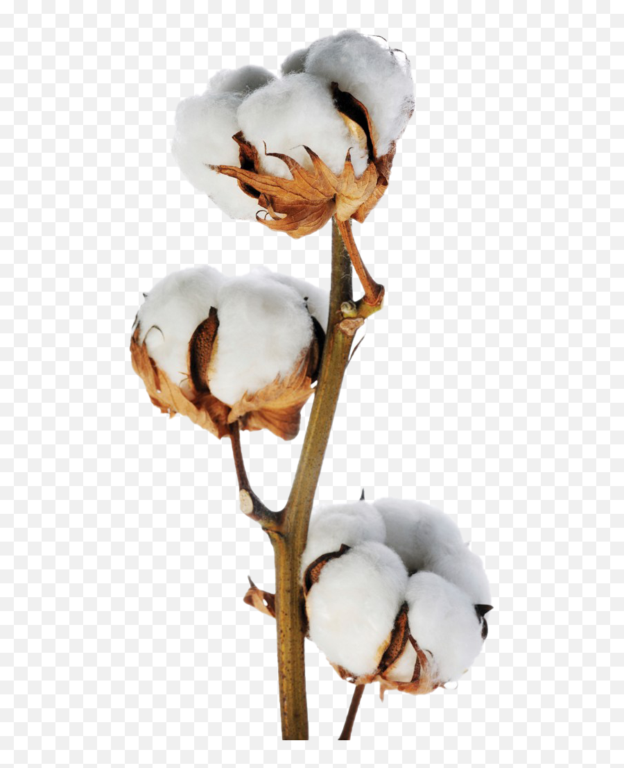 Png Images Transparent Background - Branch Of Cotton,Cotton Png