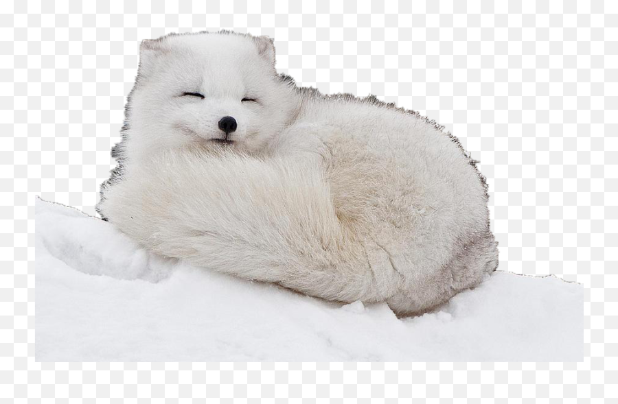 Png Download - Fluffiest Animals In The World,Arctic Fox Png