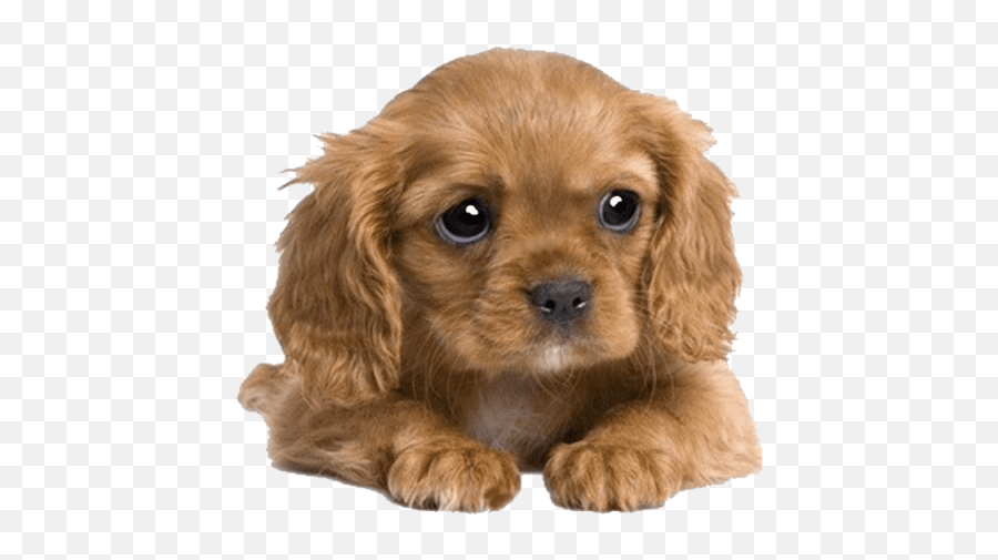 Cute Puppy Png Picture - Cute Cocker Spaniel Puppies,Cute Dog Png