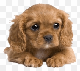 Cute Puppy Png Picture - Cute Cocker Spaniel Puppies,Cute Dog Png