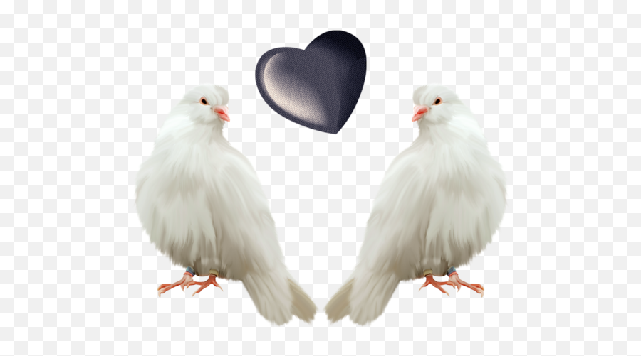 Doves - Transparent Background Pigeon Png,Doves Png
