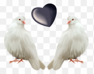 Doves - Transparent Background Pigeon Png